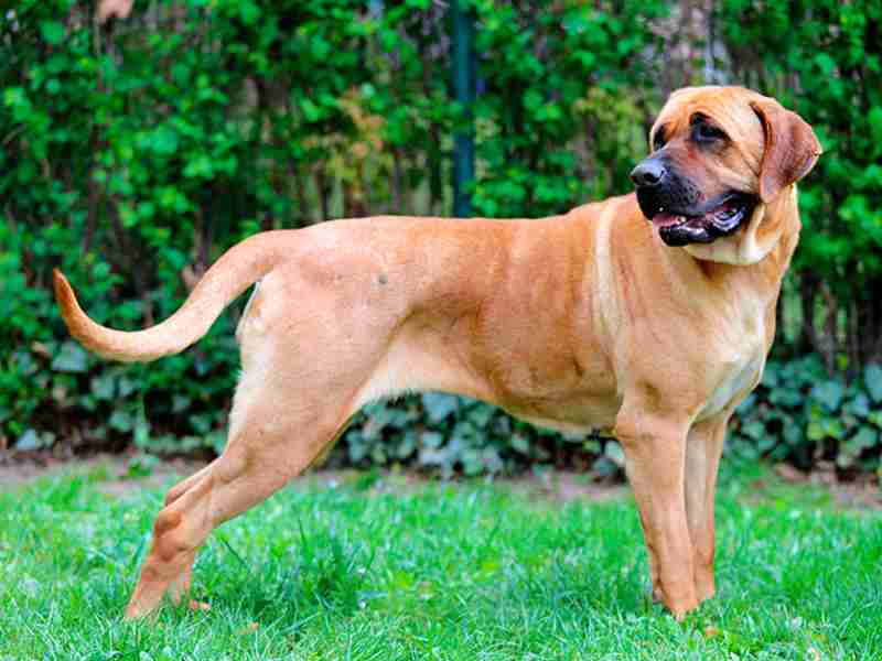 perros japoneses tosa inu