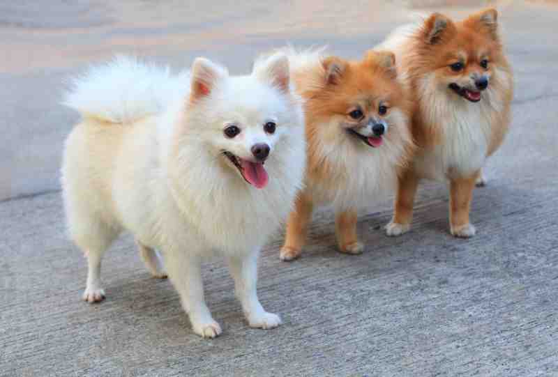 perros pomerania raza