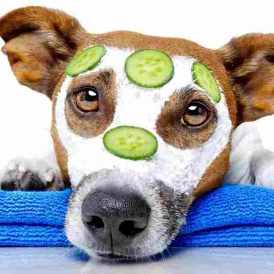 productos naturales para piel y pelo de perros