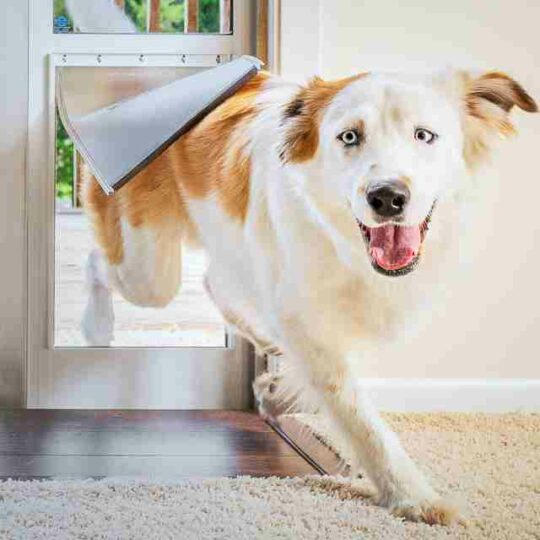 puertas para perros