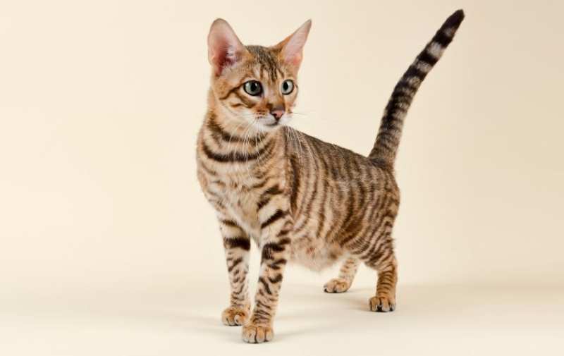 toyger gatito