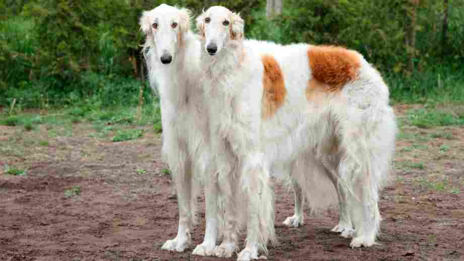 borzoi raza perro grande