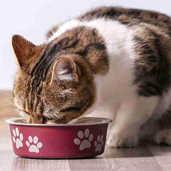 pienso para gatos