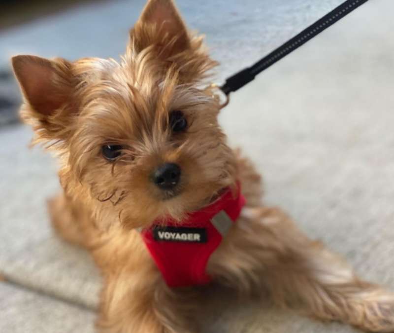 yorkshire terrier dorado