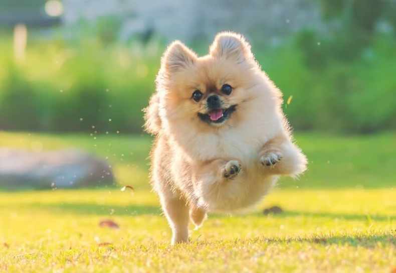 tipo pomerania estándar