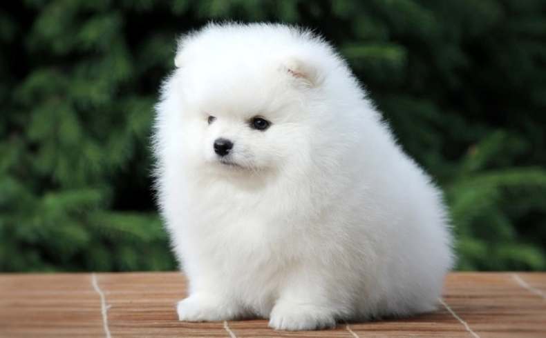 tipo de Pomerania cara de oso