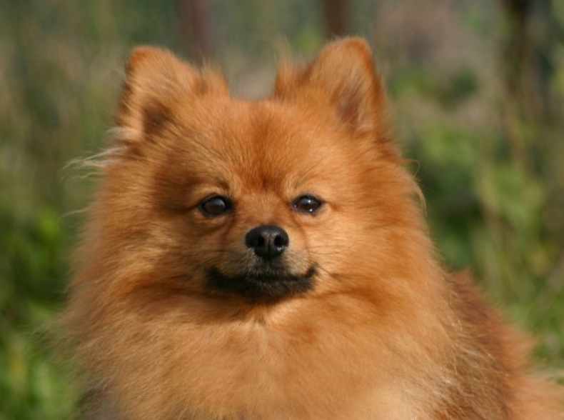 tipo de pomerania fox face