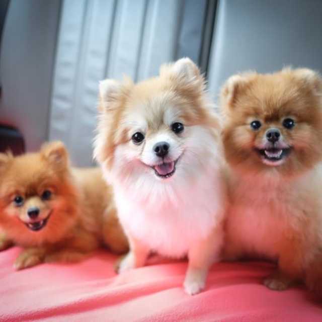 Tipos de Pomerania