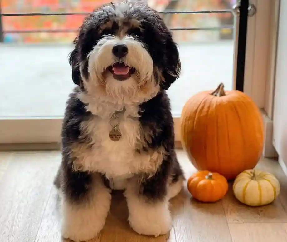 bernedoodle color blanco y negro