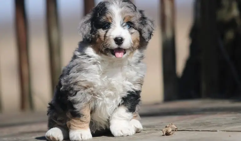 bernedoodle cachorro merle