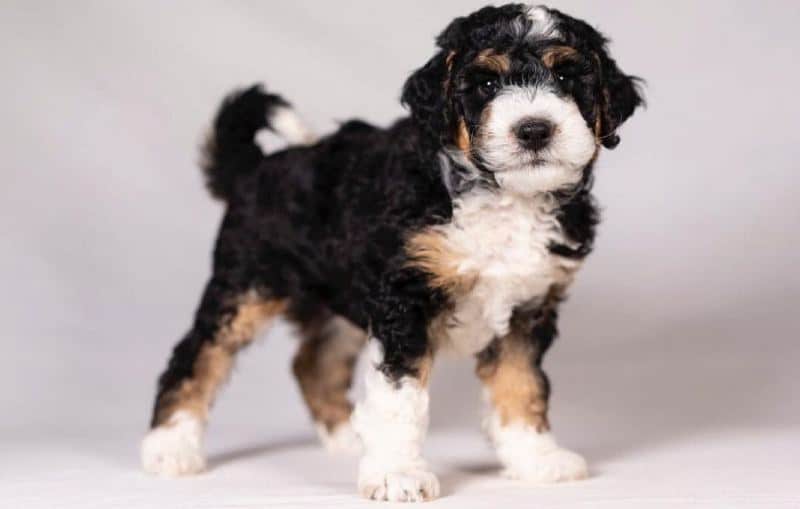 comprar bernedoodle