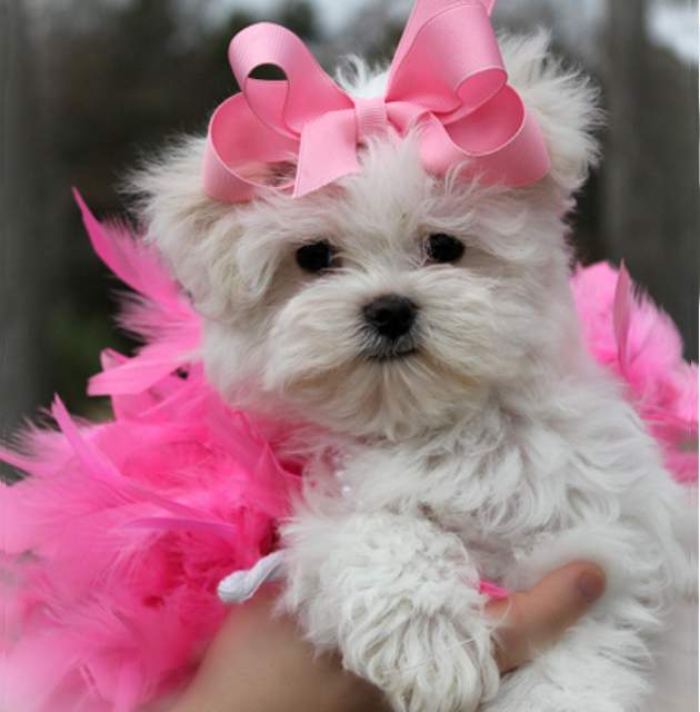 comprar bichon maltes