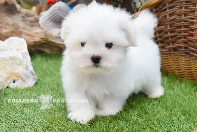 criadero bichon maltes en sevilla