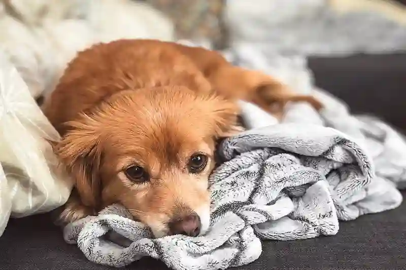 cruces pomerania cavapom