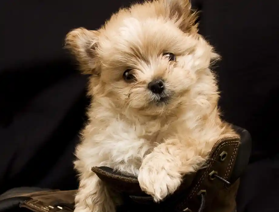 cruces pomerania Pomapoo