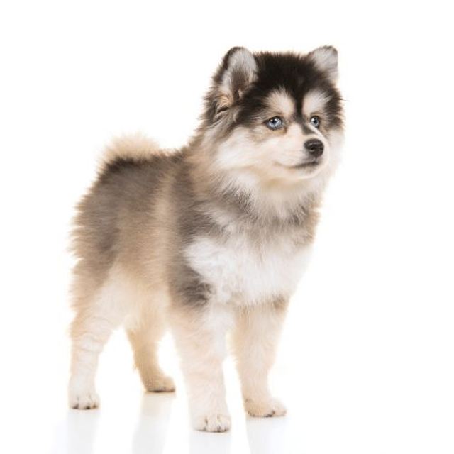 husky miniatura