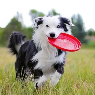 adiestrar border collie