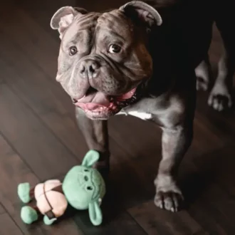 american bully