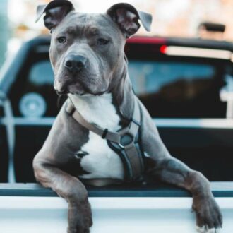 american pitbull terrier