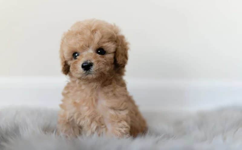 precio caniche toy mini