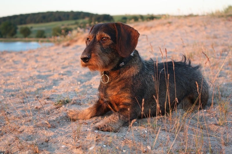 Dachshund-pelo-duro