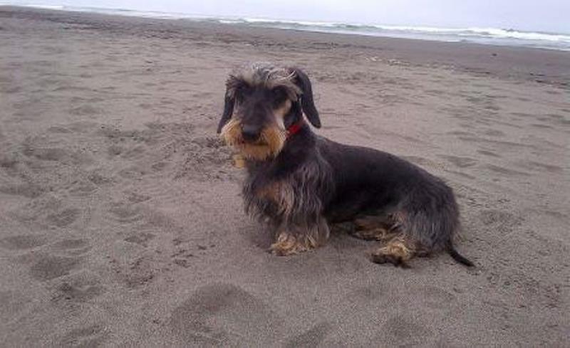 Daschund-Wirehair