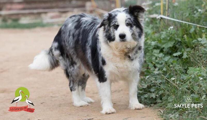 pastor de las islas shetland blue merle