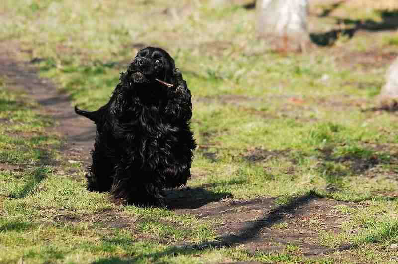 cocker spaniel inglés color negro