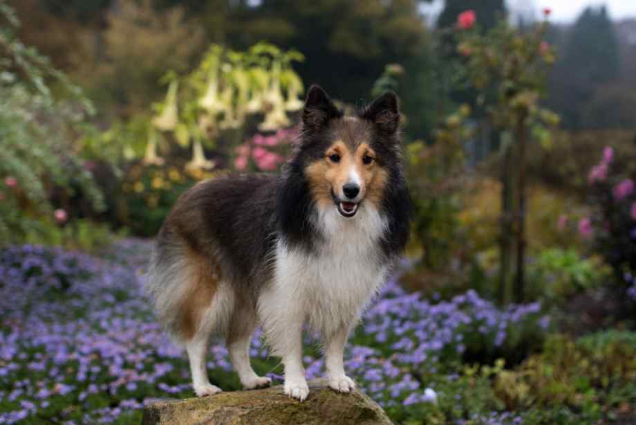 sheltie tricolor