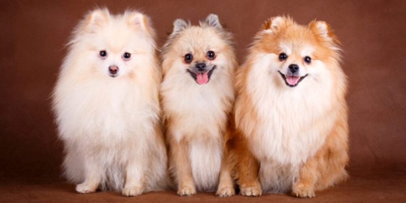Criadero de pomerania Puppydiamond