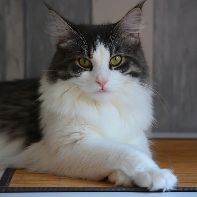 gato ragamuffin