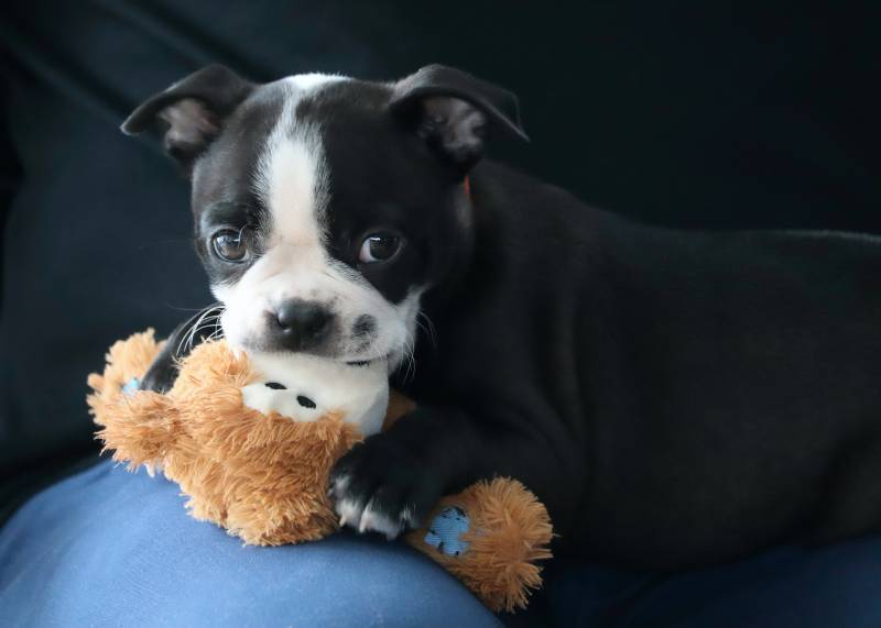 boston terrier cachorro