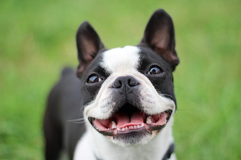 características del Boston Bull Terrier,