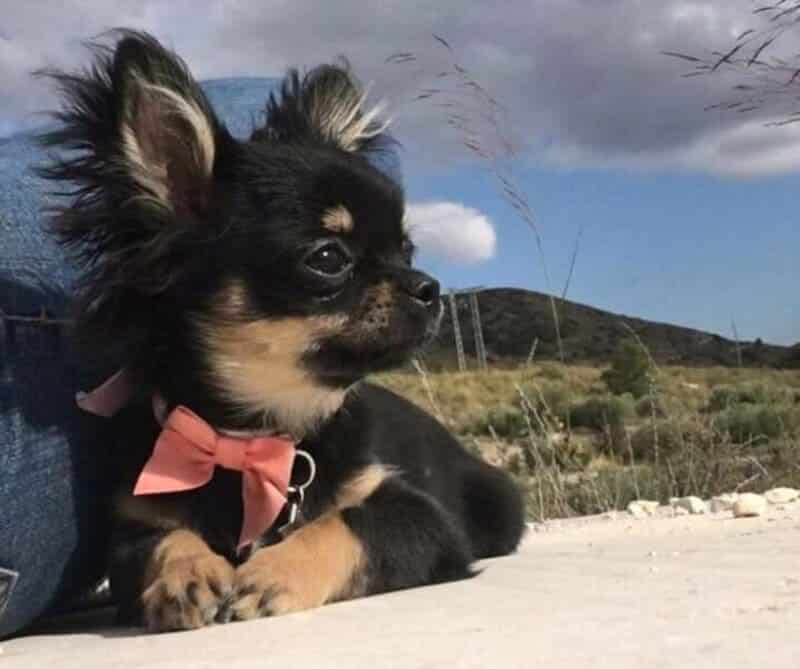 chihuahua pelo largo en venta