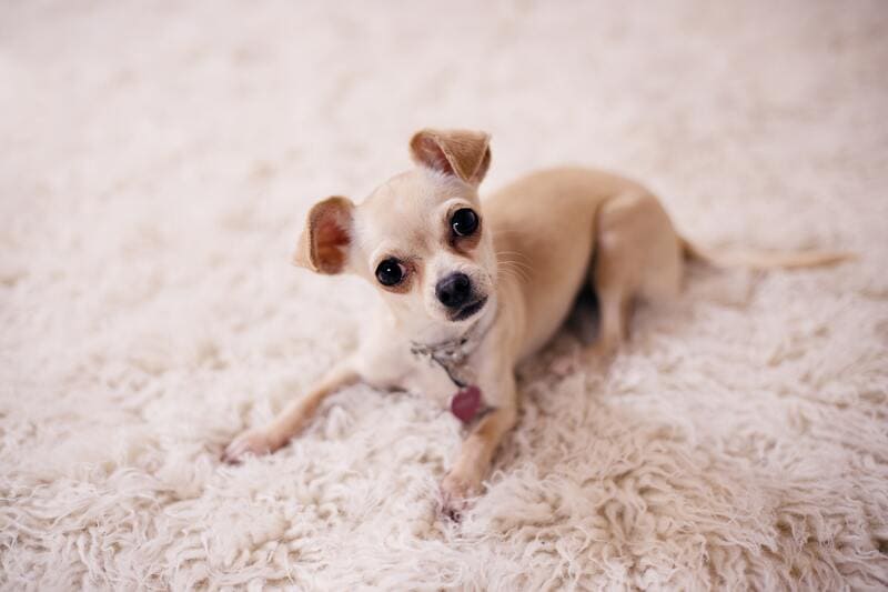 comprar chihuahua toy