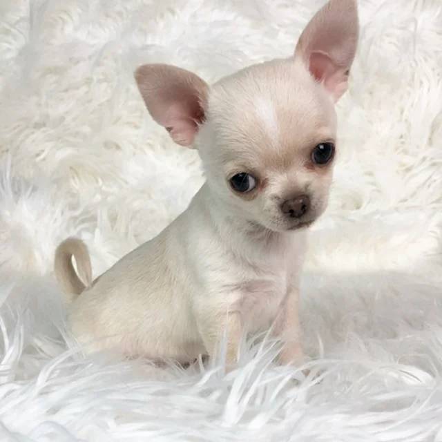 comprar un chihuahua