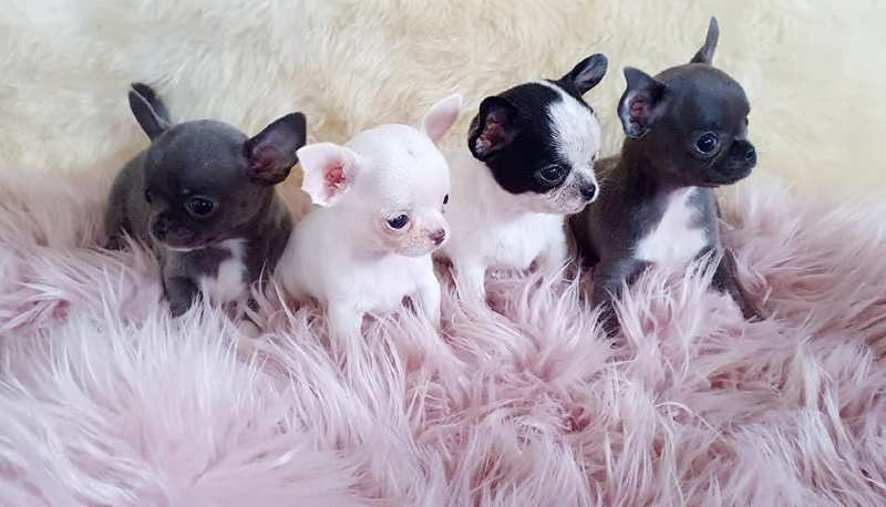 comprar chihuahuas en mallorca