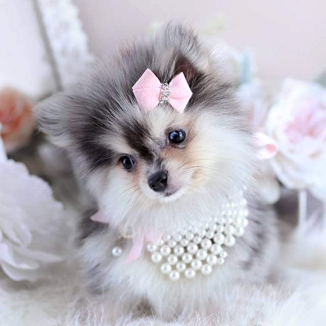 comprar pomerania en criadero