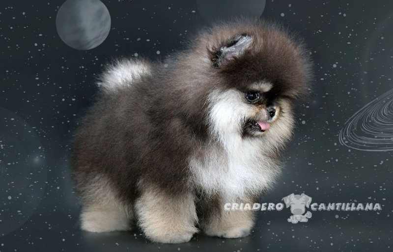 comprar pomerania toy