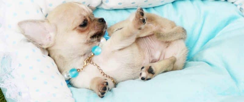 venta perros chihuahua 