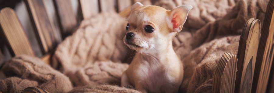cachorro chihuahua en venta de chihuahuasmexicanos
