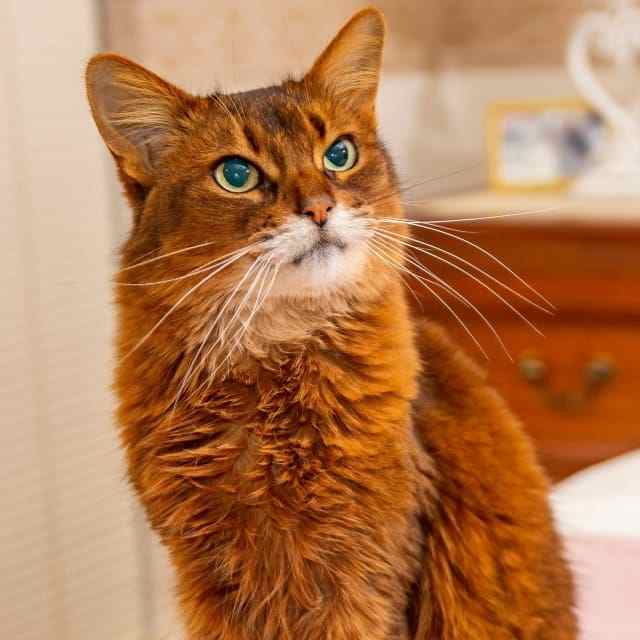 gato somali