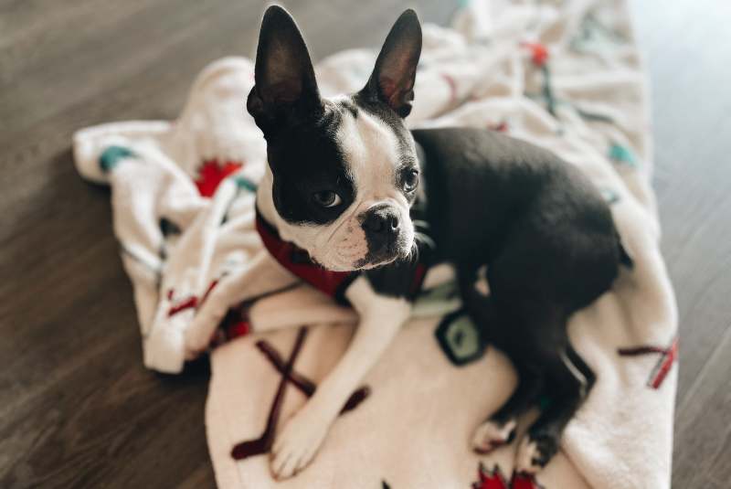 perro boston terrier