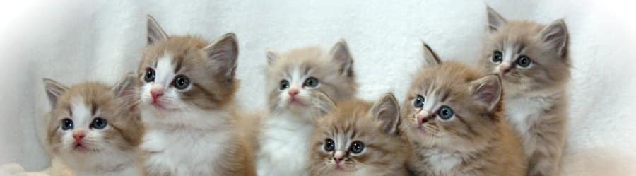 ragamuffin gatitos