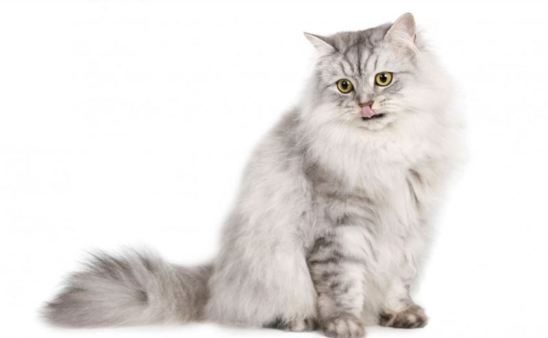 Ragamuffin