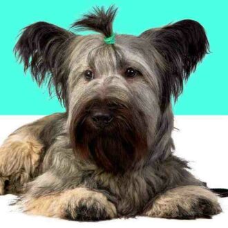 skye terrier