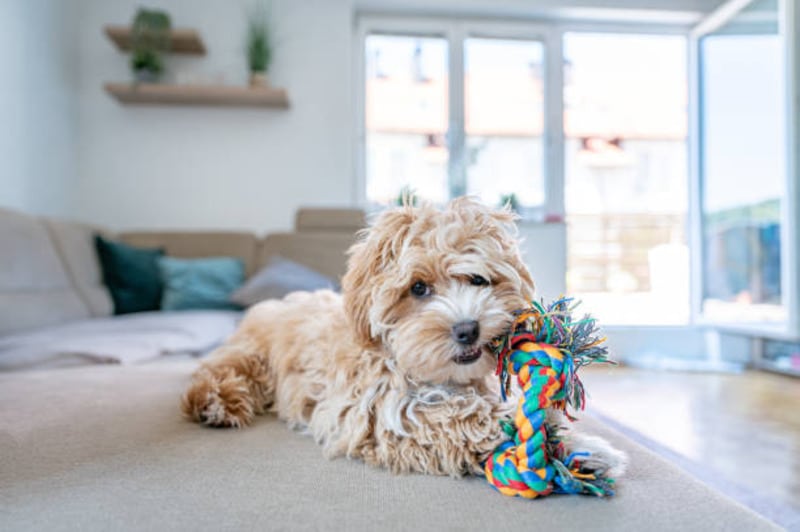 Maltipoo Toy