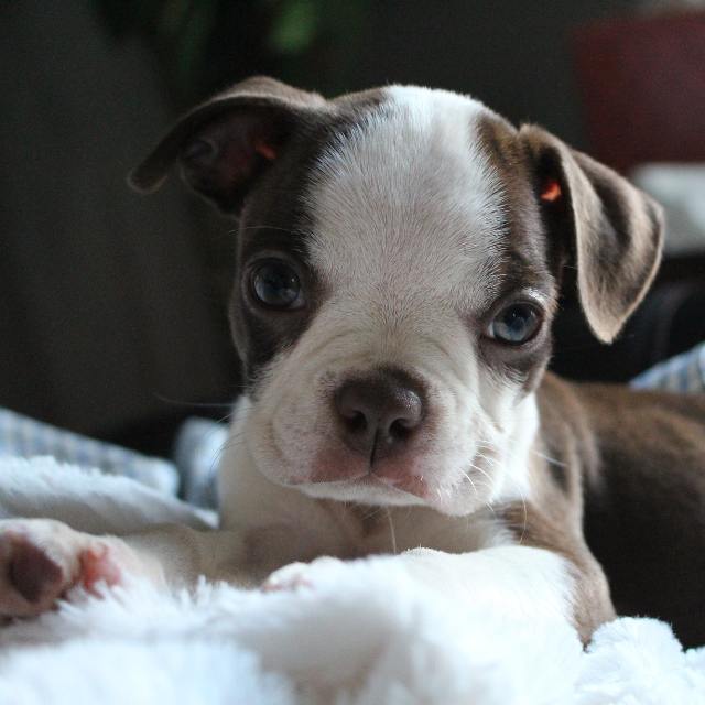 Comprar boston terrier