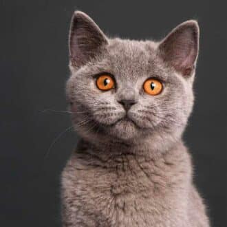 gatos grises razas