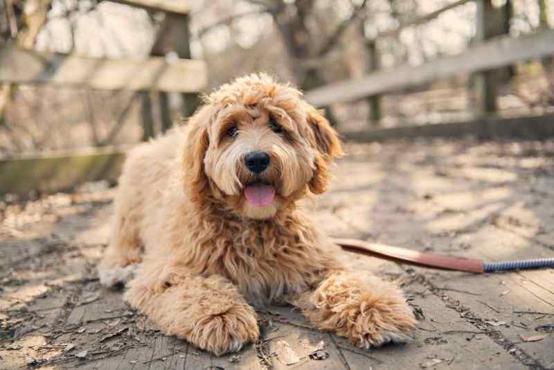 goldedoodle adulto